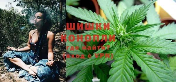 индика Новозыбков