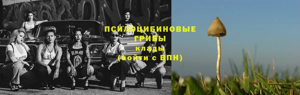 индика Новозыбков