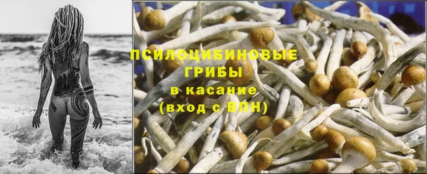 индика Новозыбков